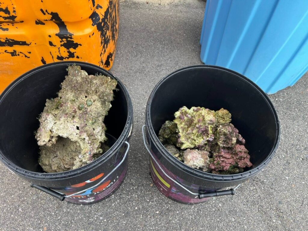 ライブロックの再利用 | apn