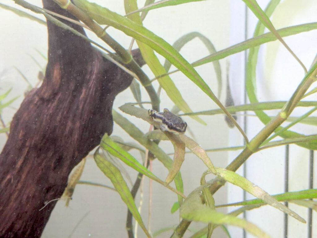 熱帯魚水槽