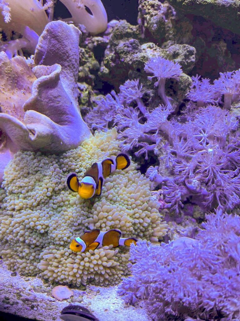 カクレクマノミとイソギンチャク