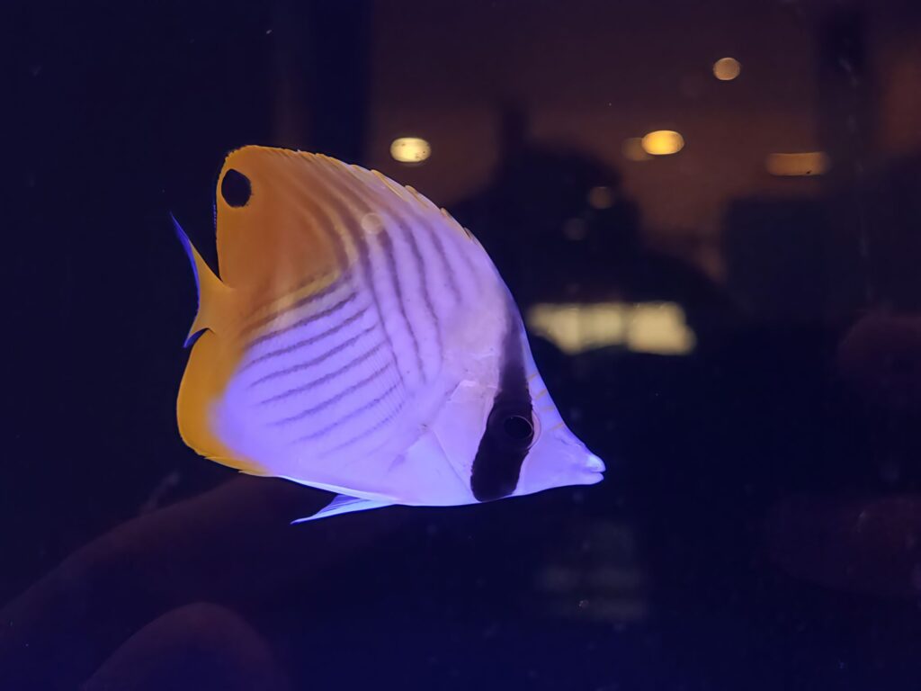 トゲチョウチョウウオの写真