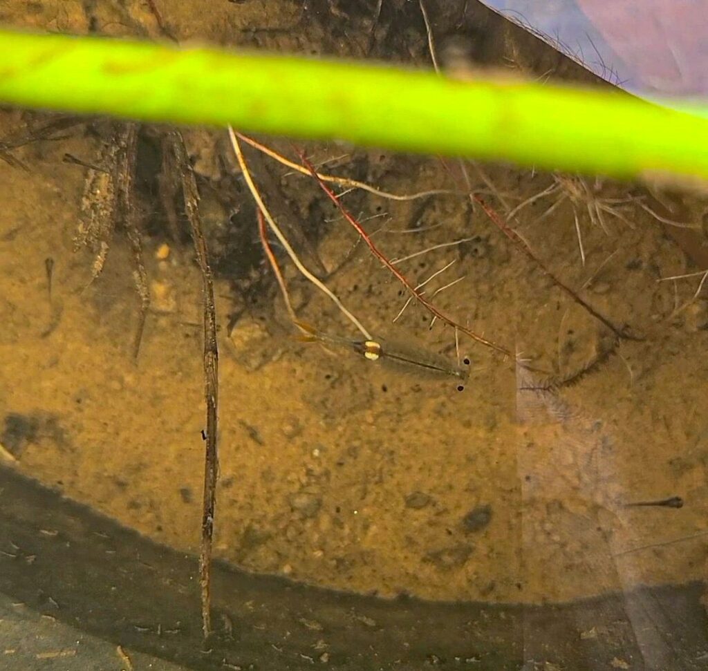 ホウネンエビの飼育
