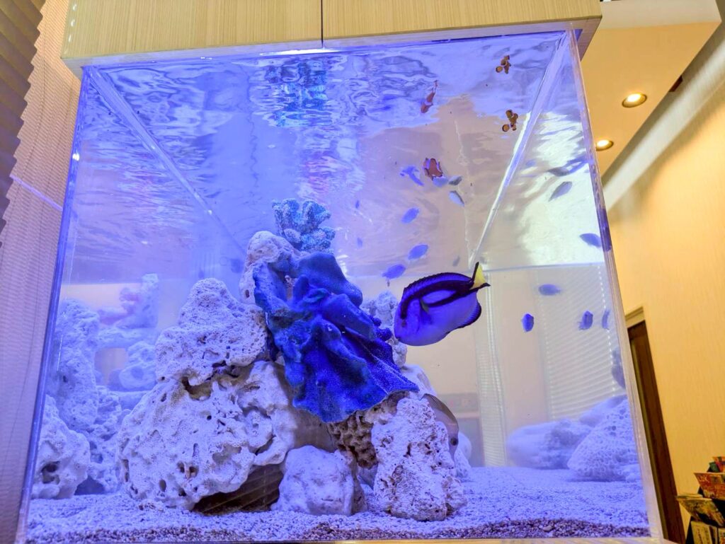 愛知熱帯魚水槽レンタル