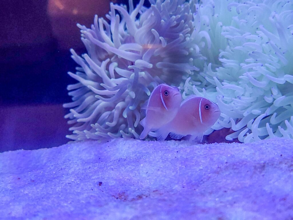 愛知水槽レンタル