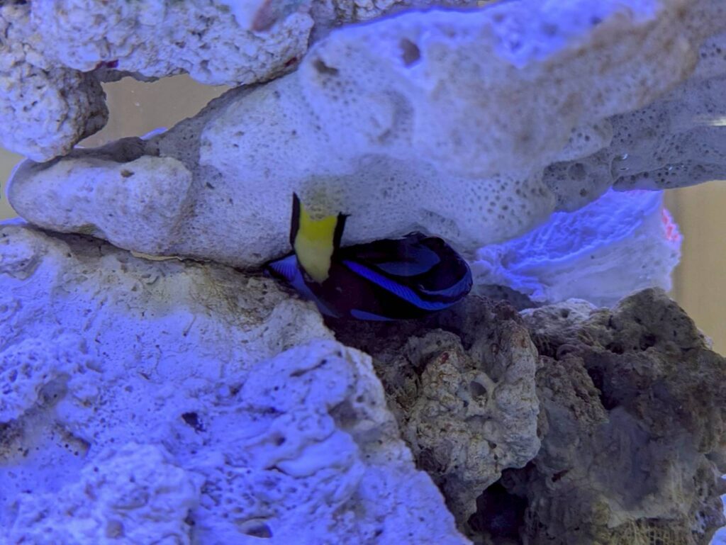愛知熱帯魚