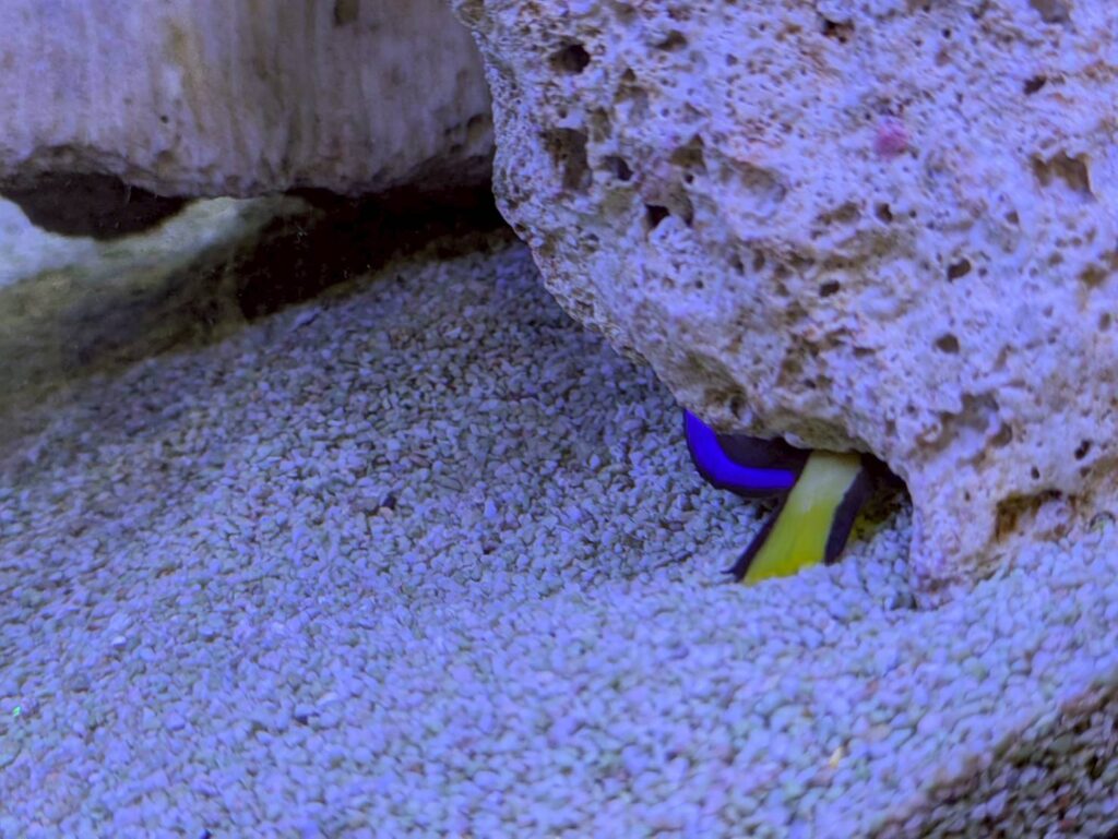 名古屋熱帯魚