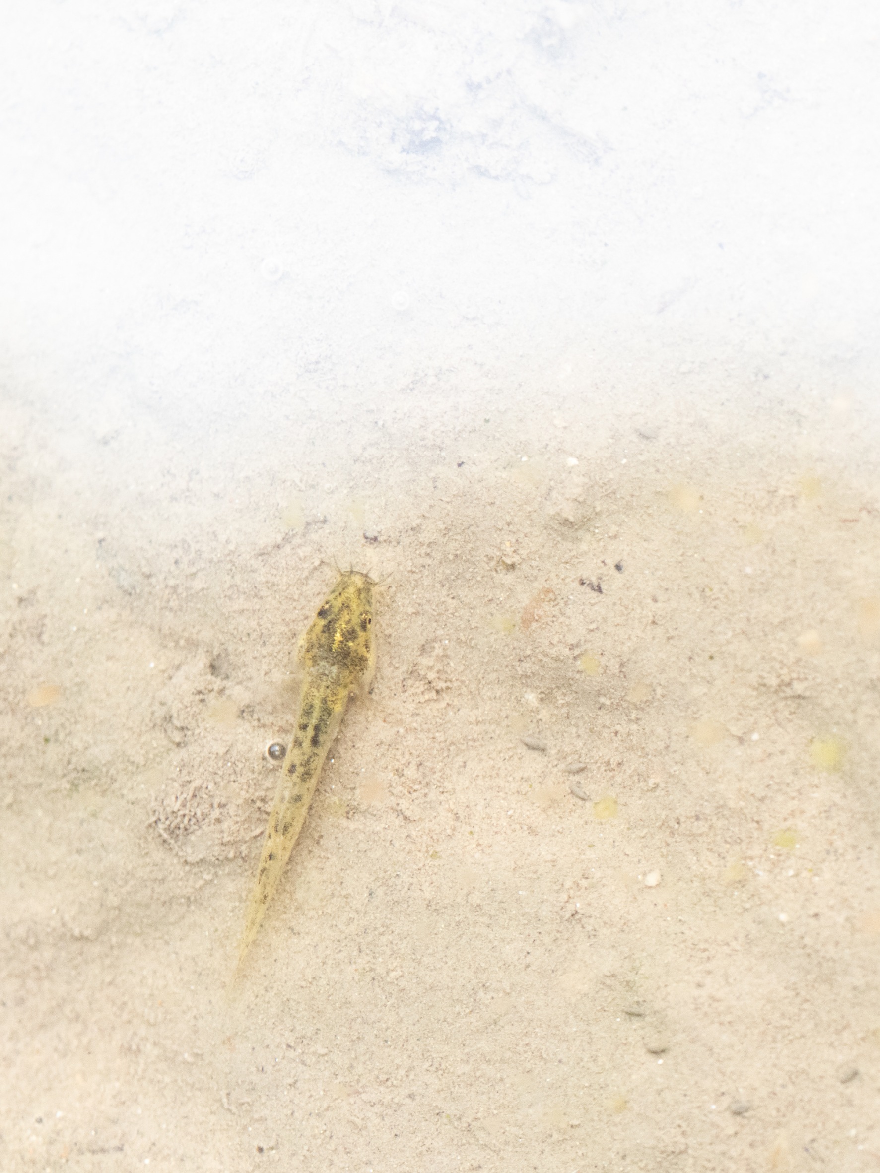 熱帯魚水槽レンタル