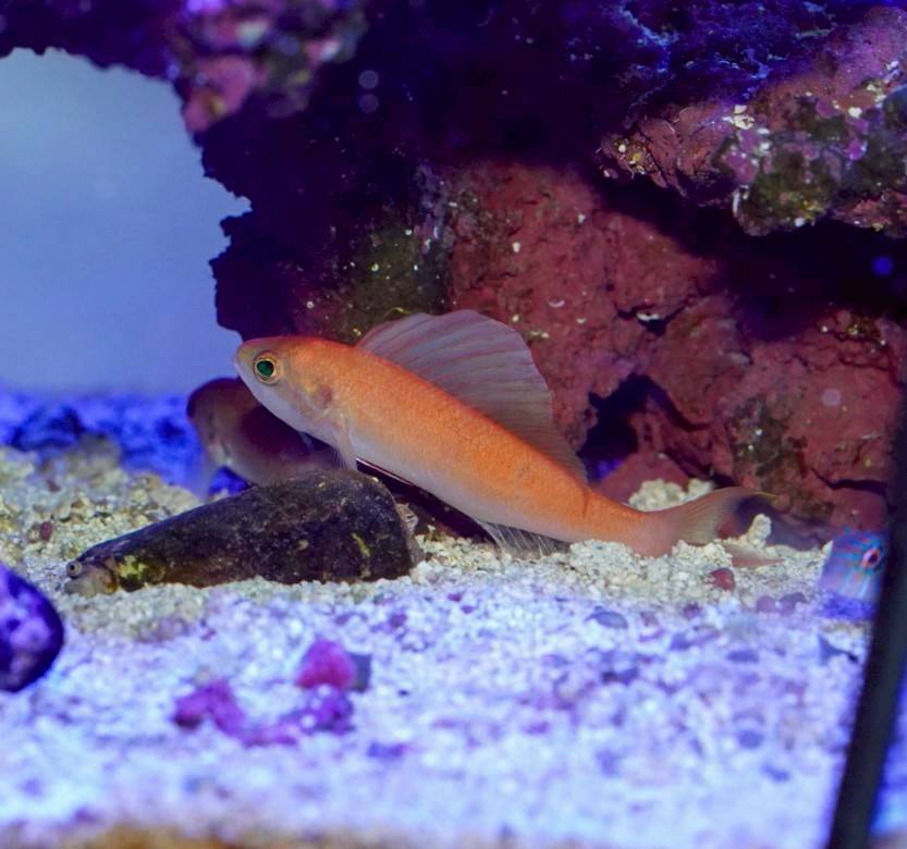 熱帯魚水槽レンタル