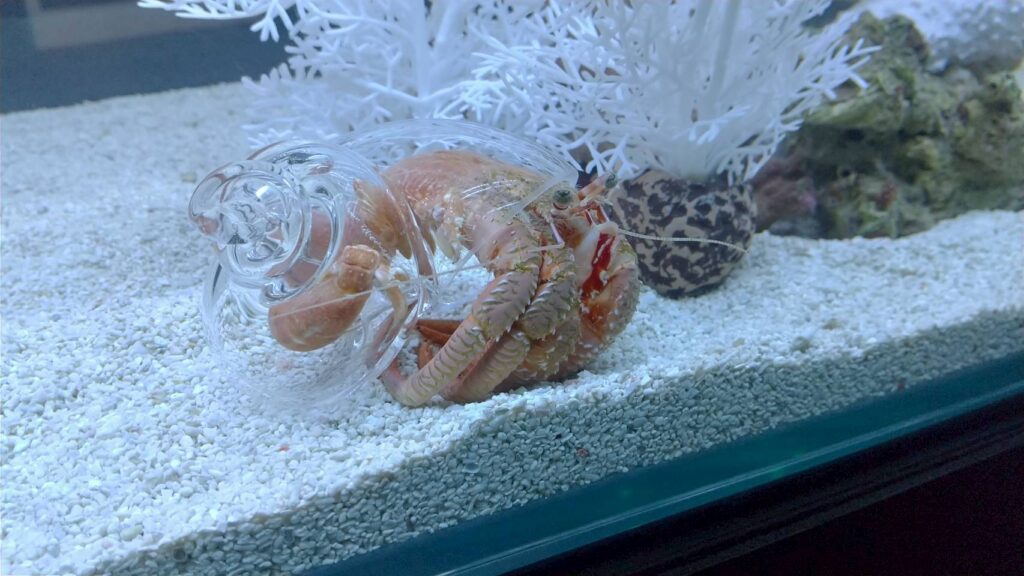愛知熱帯魚