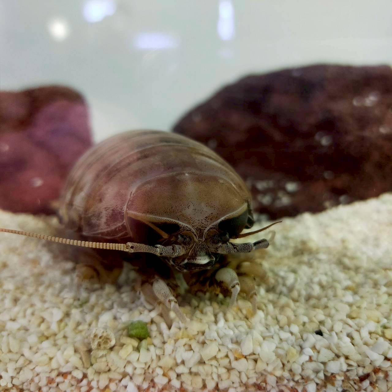 愛知熱帯魚