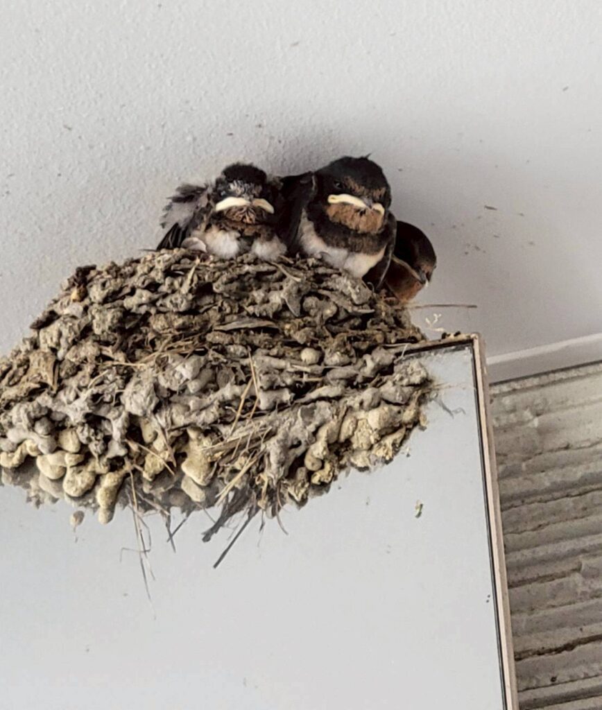 ツバメの巣 | apn