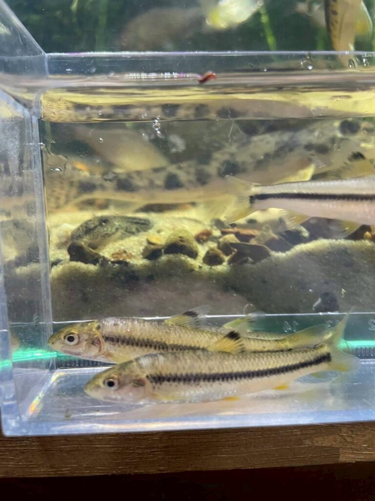 ビワヒガイ