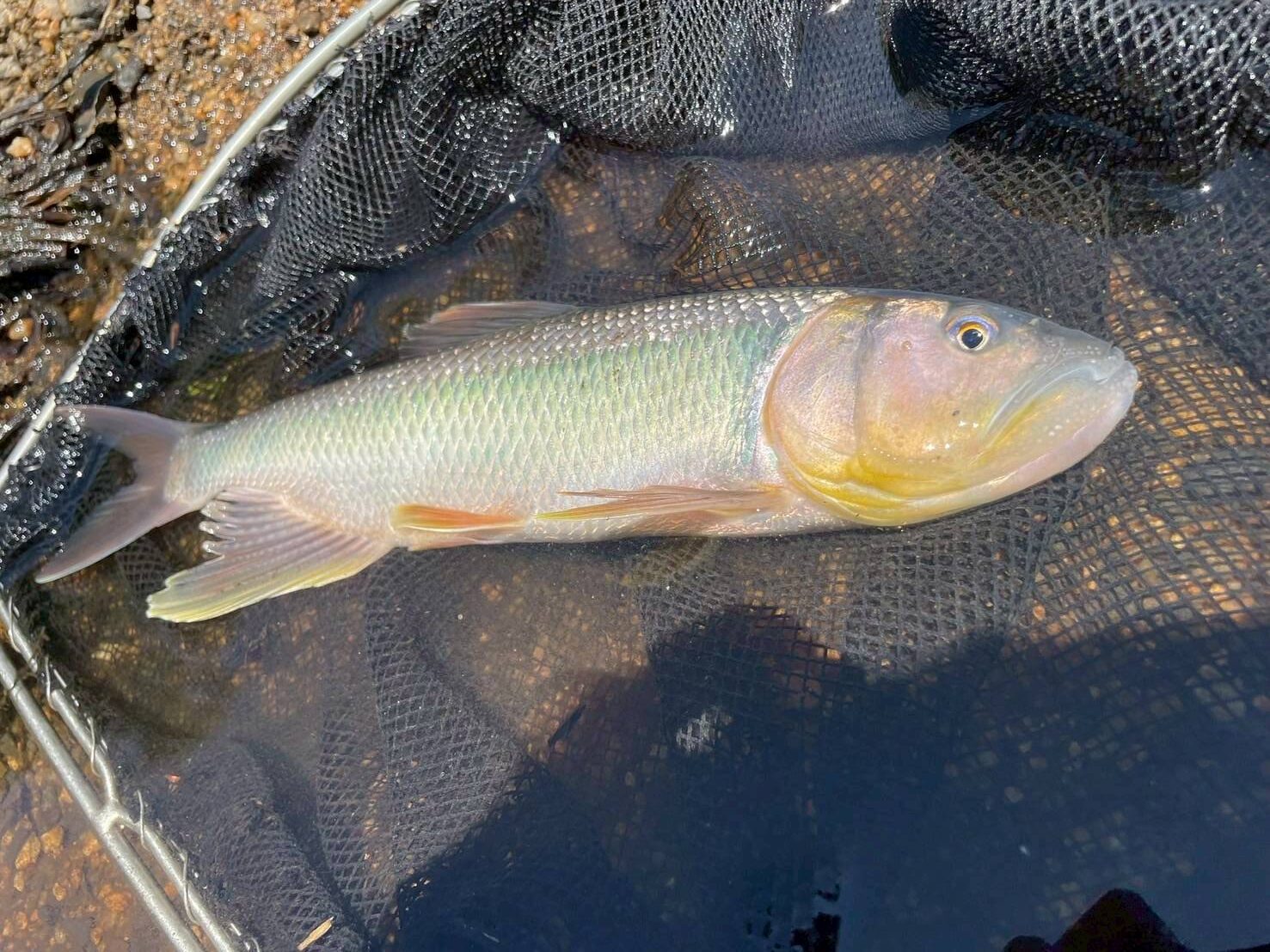 水槽メンテナスや水槽レンタルの魚