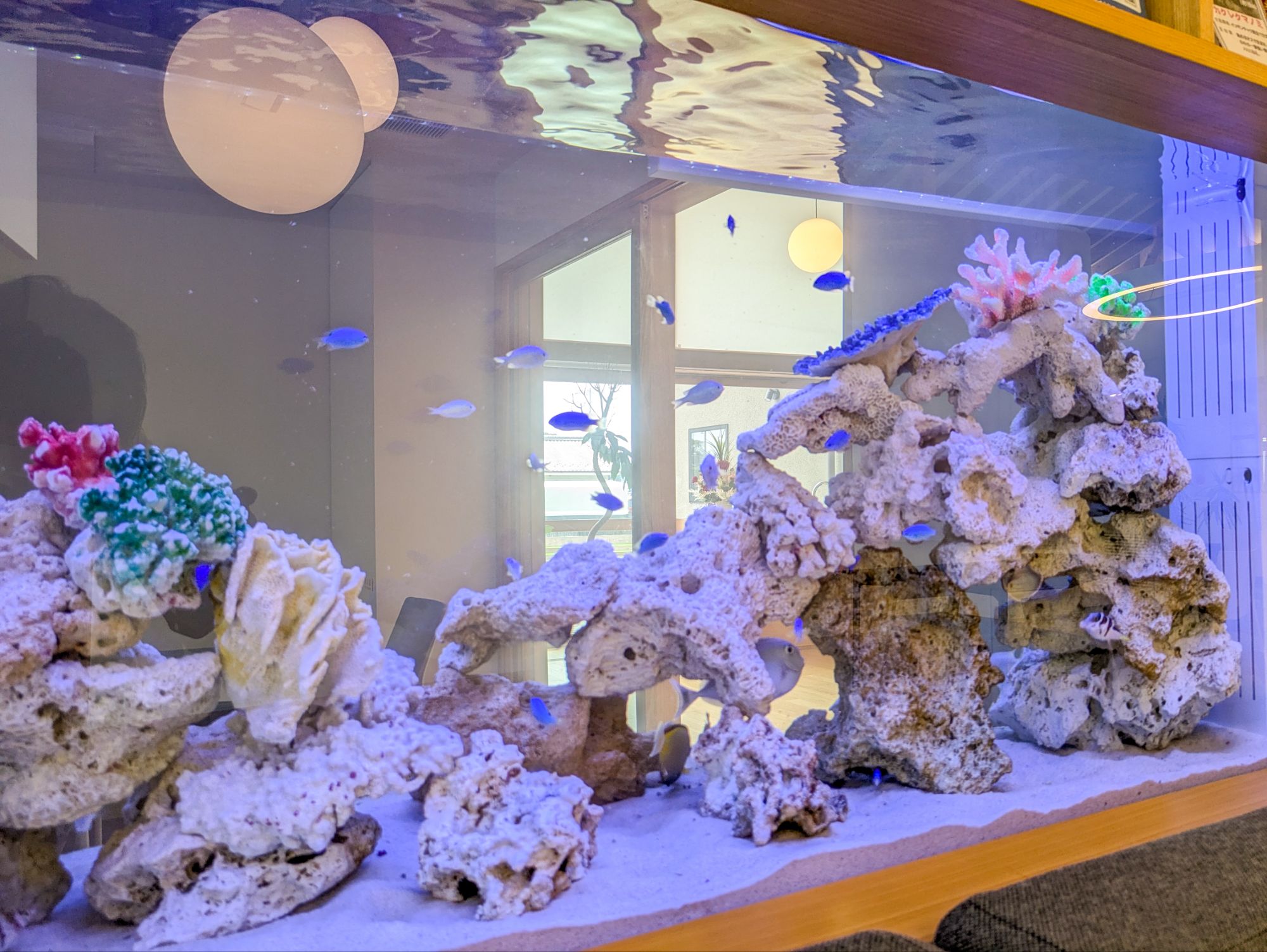 熱帯魚水槽レンタル