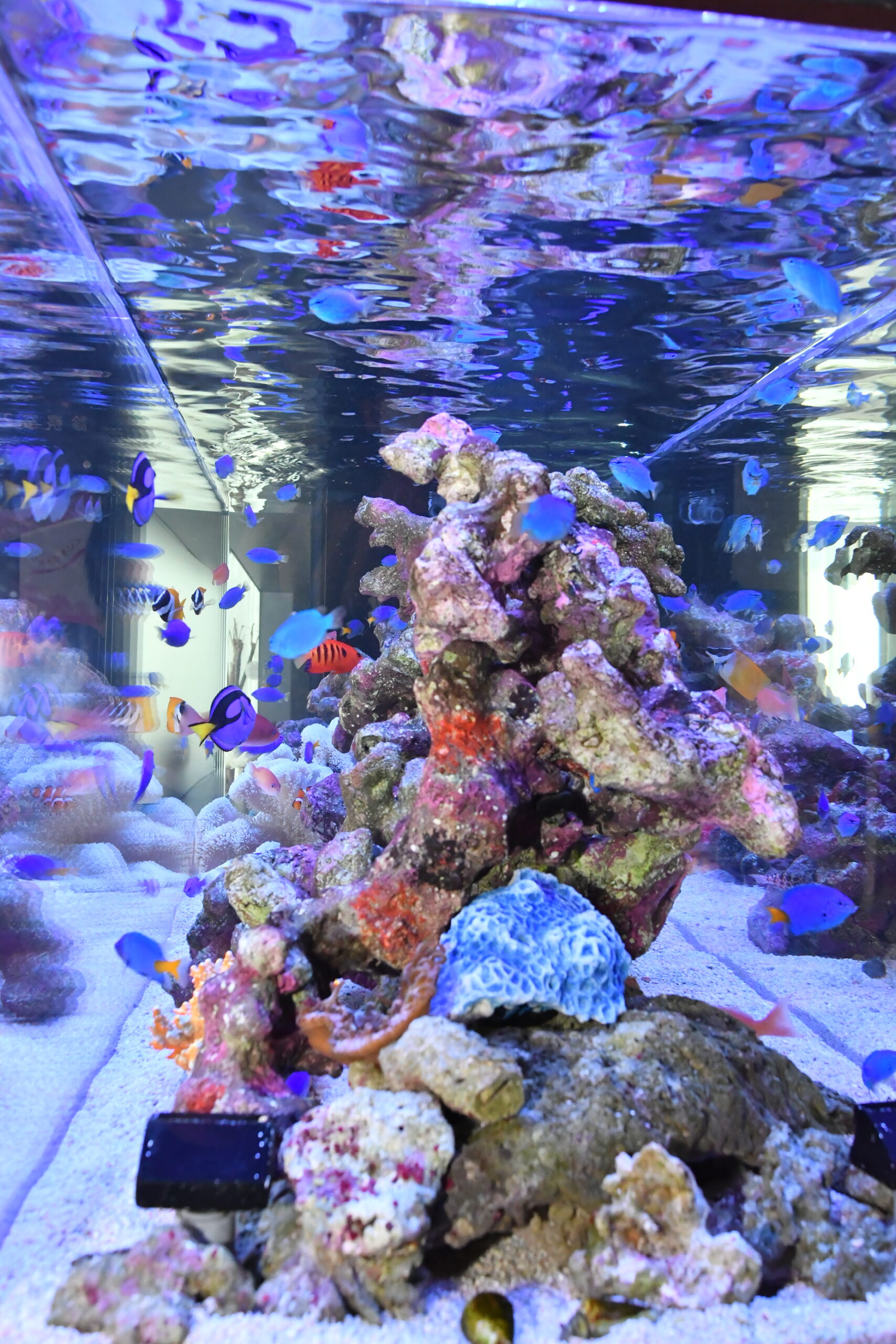 岐阜、愛知の水槽メンテナンスや水槽レンタル