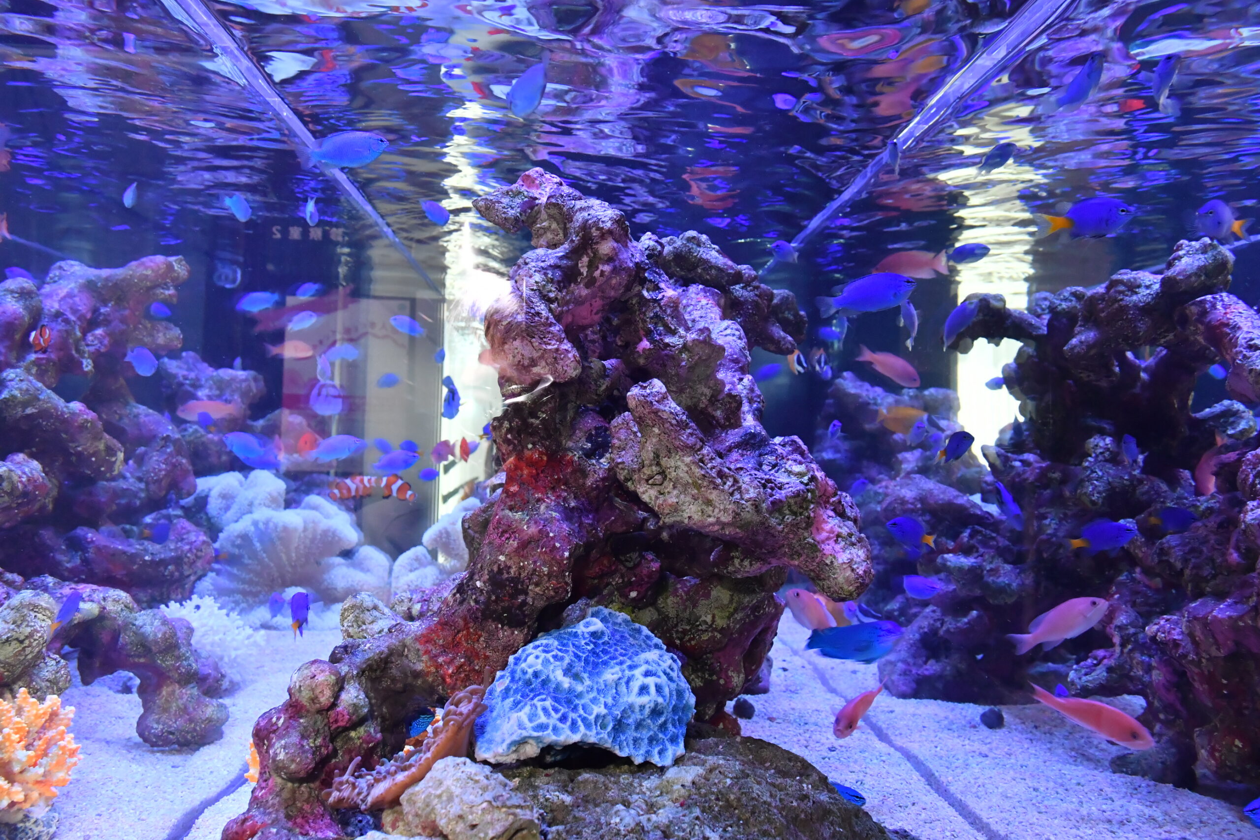 名古屋の病院に設置されている熱帯魚水槽の写真