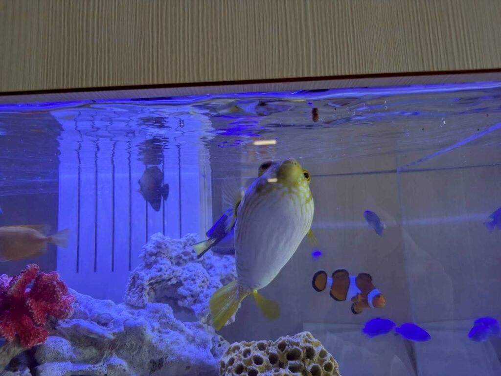 岐阜や愛知の水槽レンタル