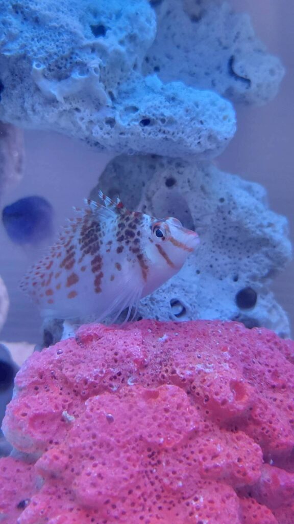 愛知、岐阜の水槽メンテナンスの魚