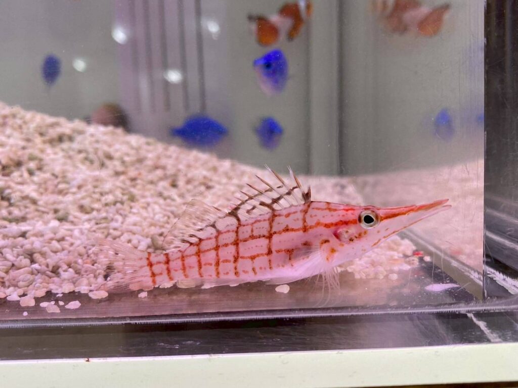 岐阜、愛知の水槽メンテナンスのお魚