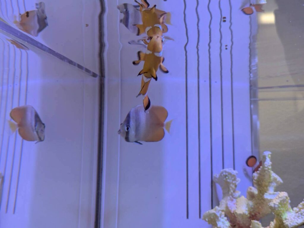 岐阜、愛知で水槽メンテナスや水槽レンタル