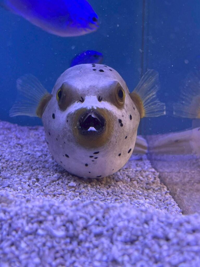 水槽レンタル、水槽メンテナンス