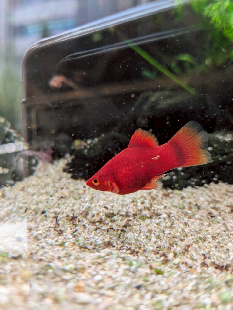 愛知、岐阜で水槽レンタル