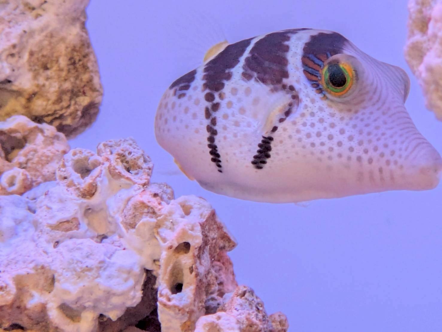 愛知県名古屋市に設置してある熱帯魚水槽の中にいるシマキンチャクフグ
