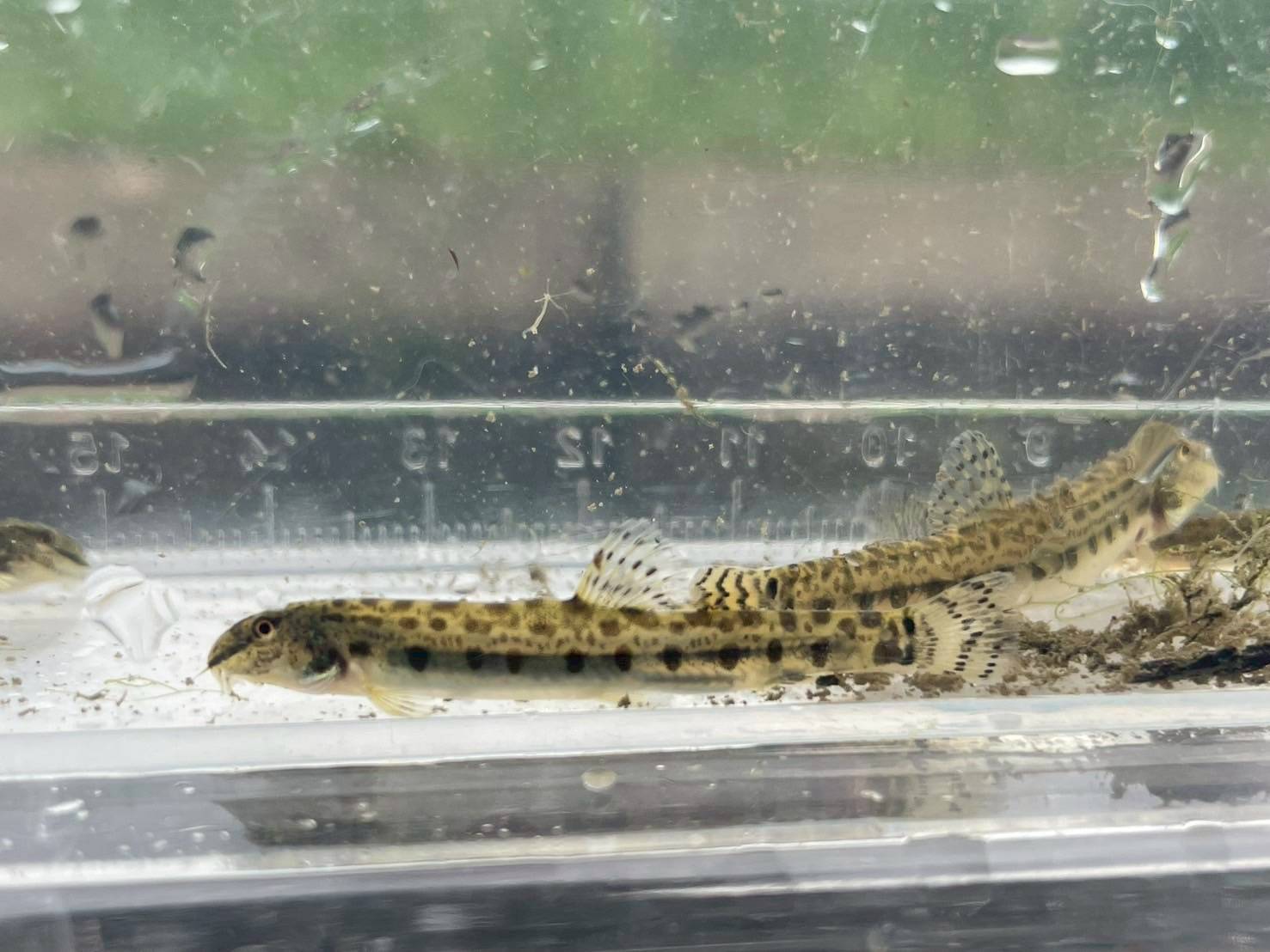 岐阜県に生息しているトウカイコガタスジシマドジョウの写真