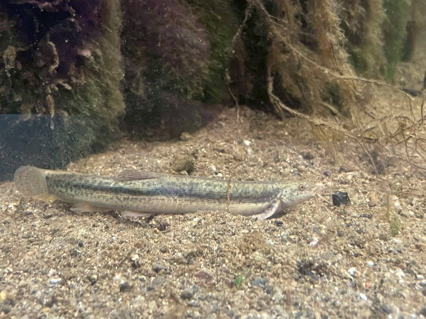 岐阜県に生息しているドジョウの写真