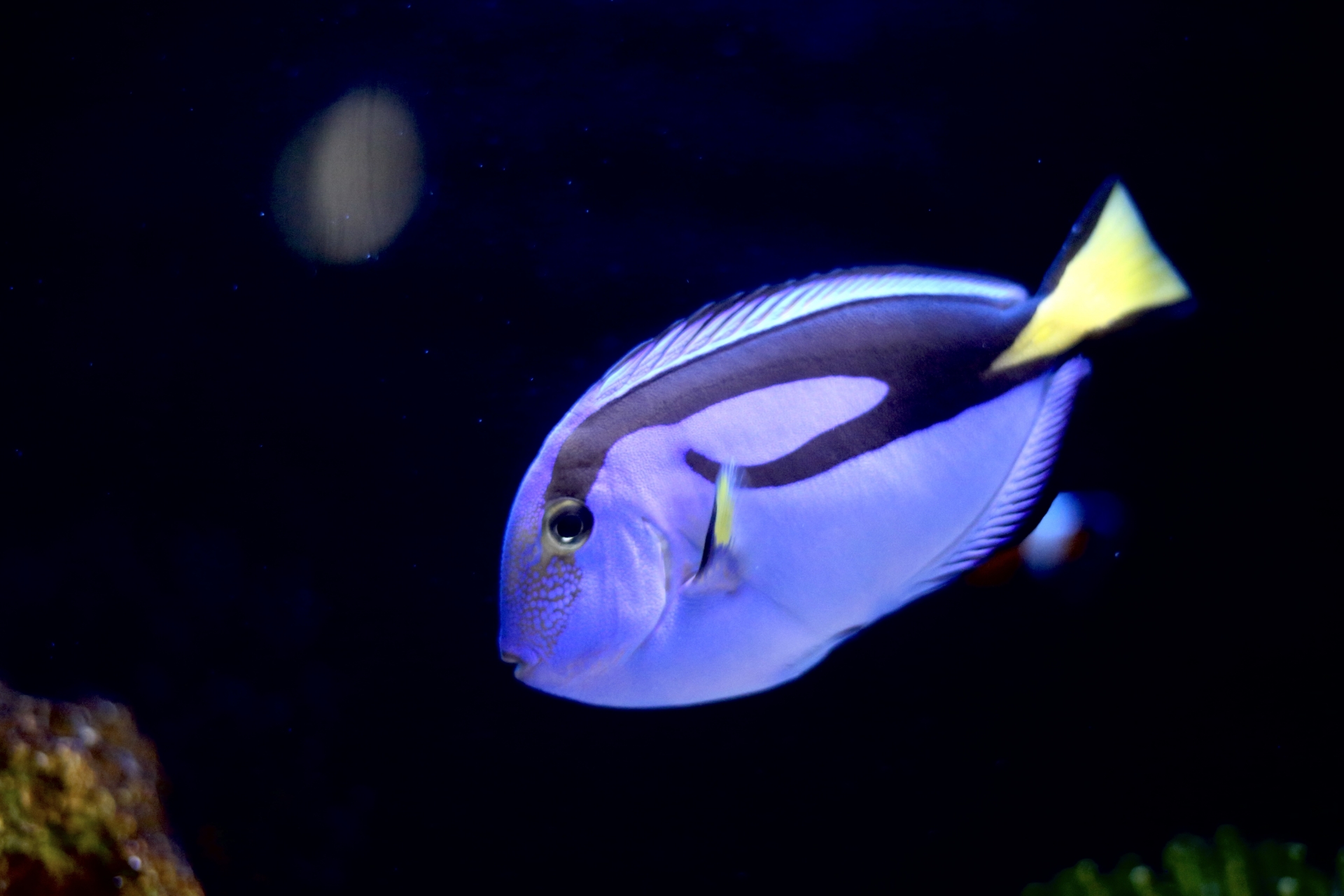 愛知、岐阜、三重、熱帯魚水槽レンタルや水槽メンテナンスのお魚