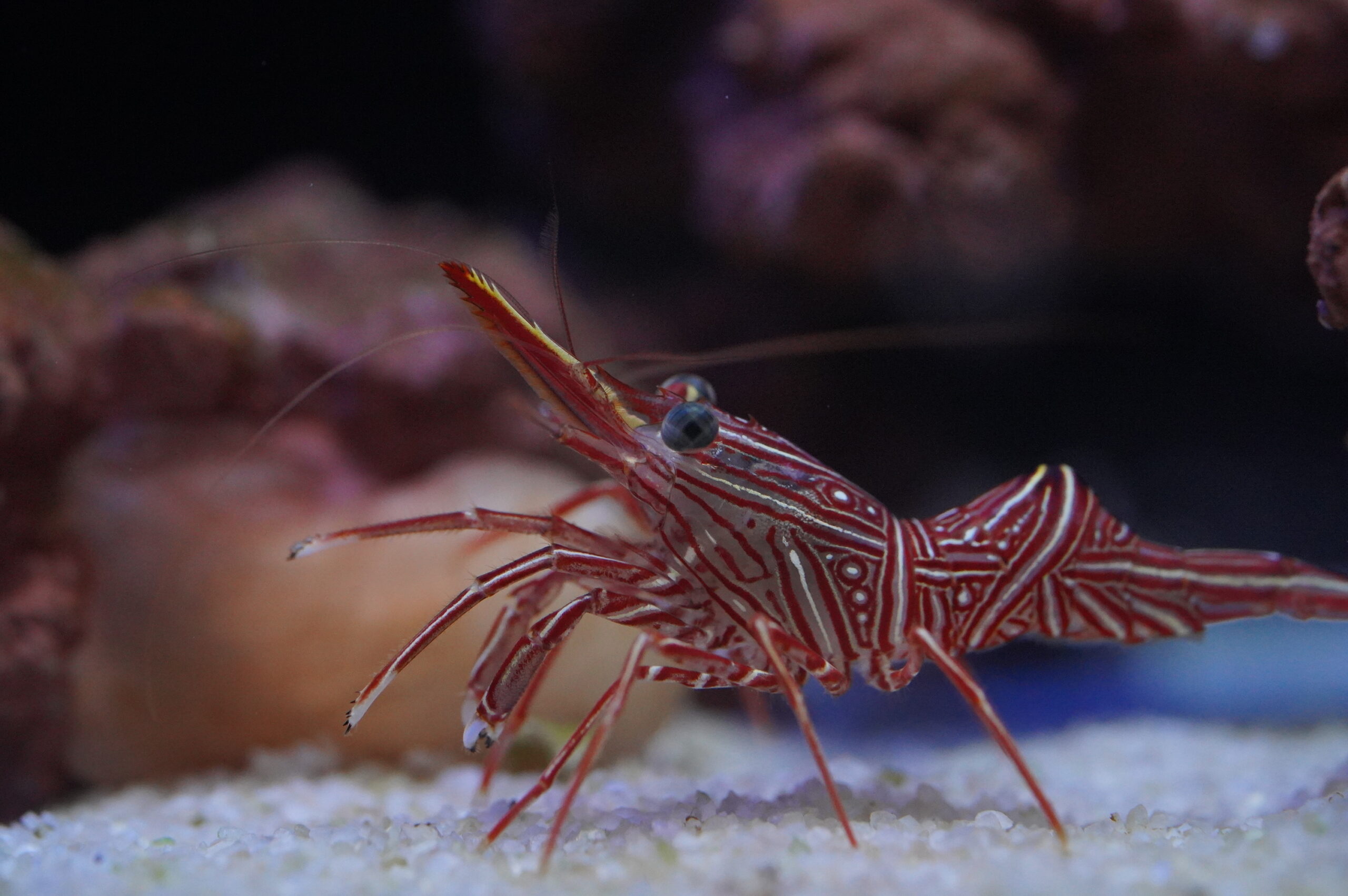 キャメルシュリンプの飼育方法や特徴