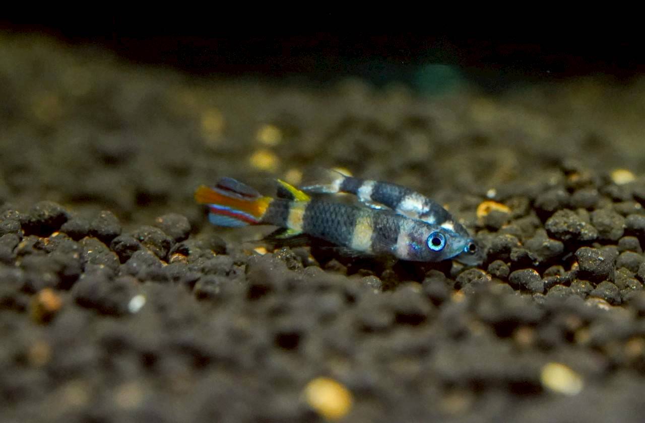 愛知、岐阜のレンタル水槽でクラウンキリーを飼育したいなら