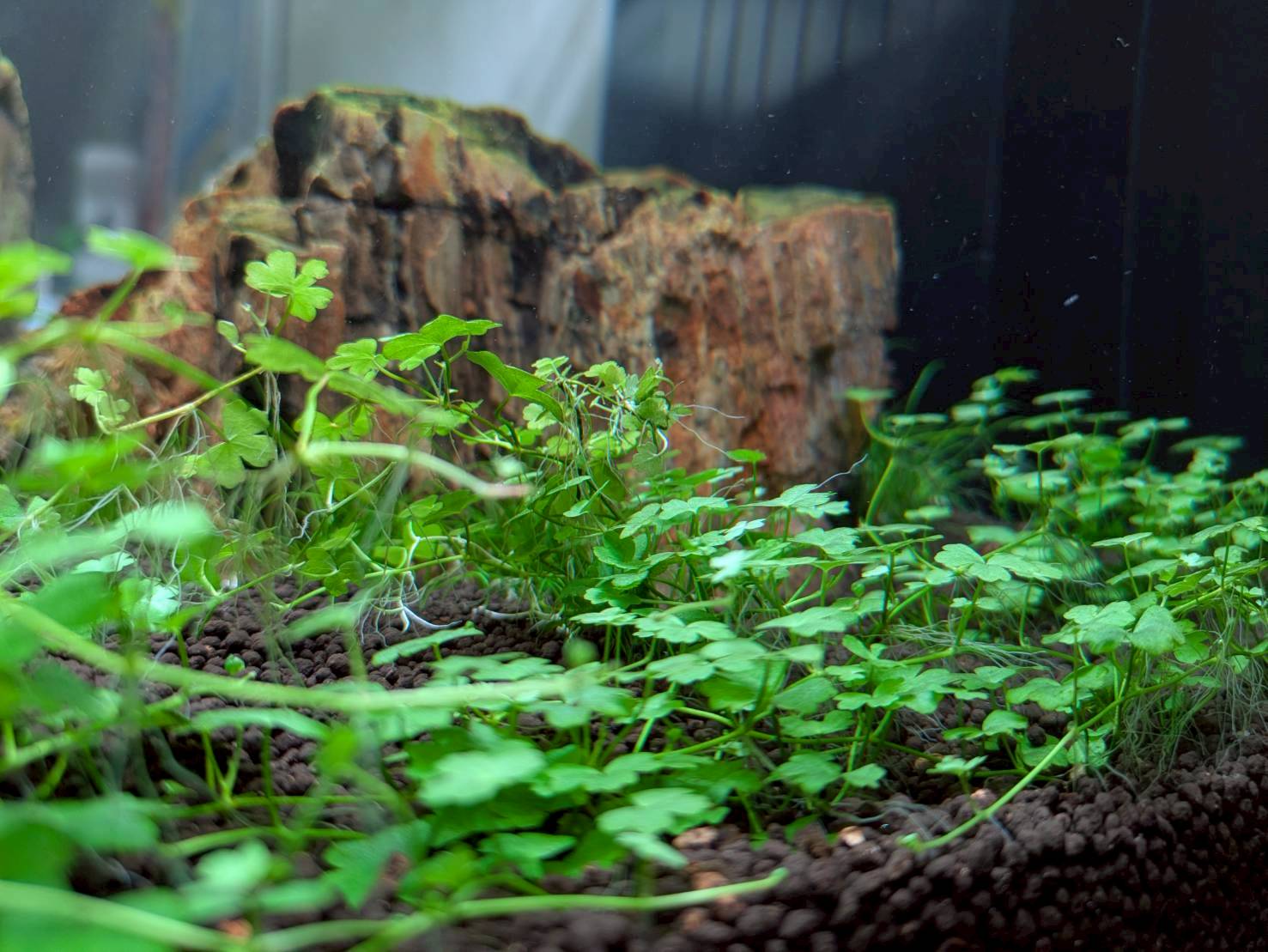 愛知県名古屋市の病院の待合室に設置されている熱帯魚水槽に植えられている水草オーストラリアンクローバー