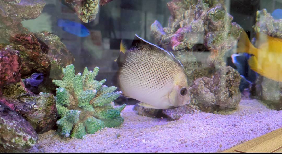 愛知県名古屋市の病院待合室水槽にいるクロシテンヤッコ