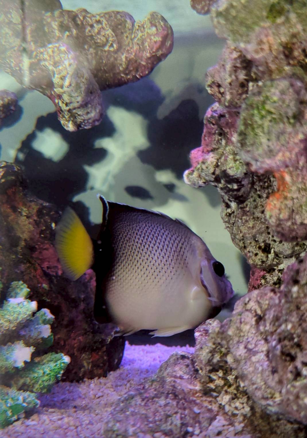 愛知県名古屋市の病院待合室水槽にいるクロシテンヤッコ