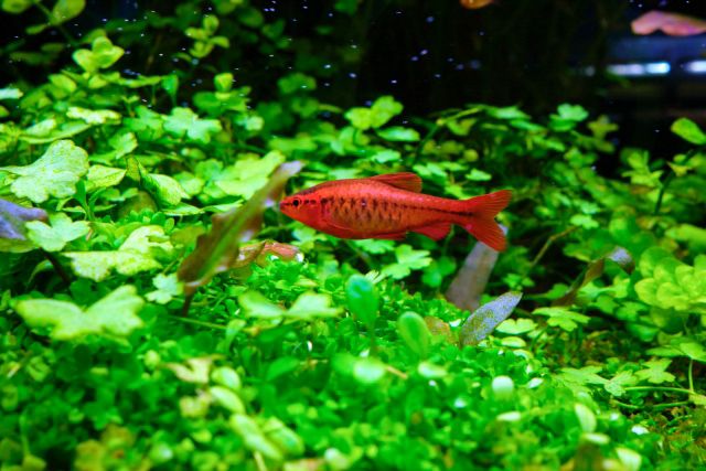 初心者におすすめ飼育しやすい熱帯魚