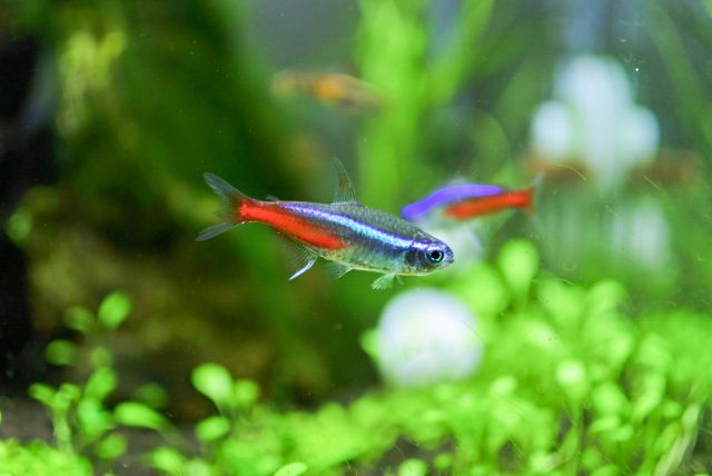 初心者におすすめ飼育しやすい熱帯魚