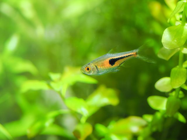 初心者におすすめ飼育しやすい熱帯魚