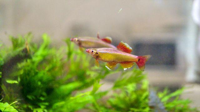 初心者におすすめ飼育しやすい熱帯魚