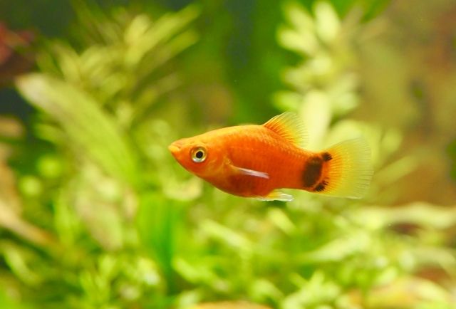 初心者におすすめ飼育しやすい熱帯魚