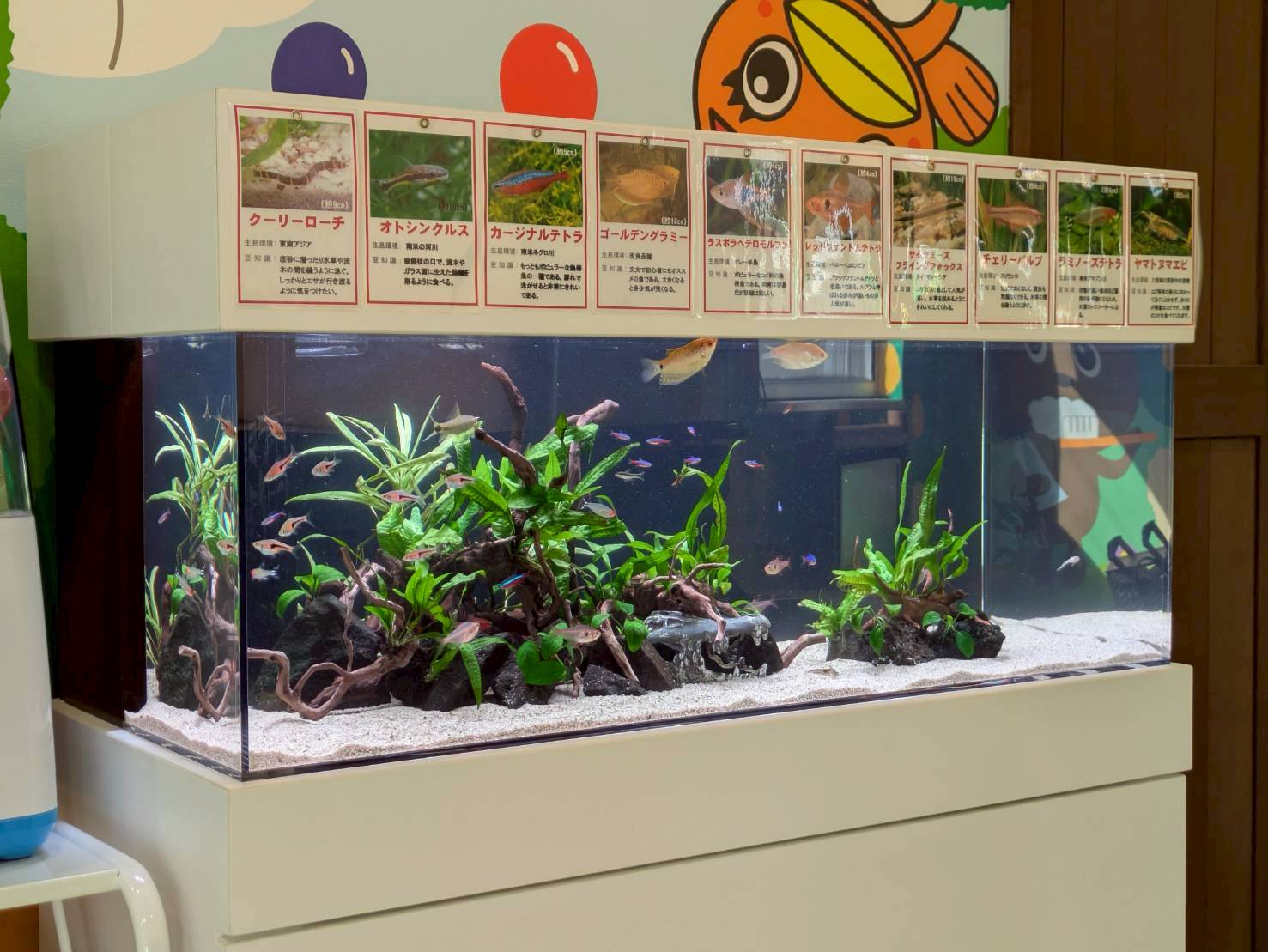 岐阜県多治見市の歯医者に設置してある熱帯魚水槽の写真