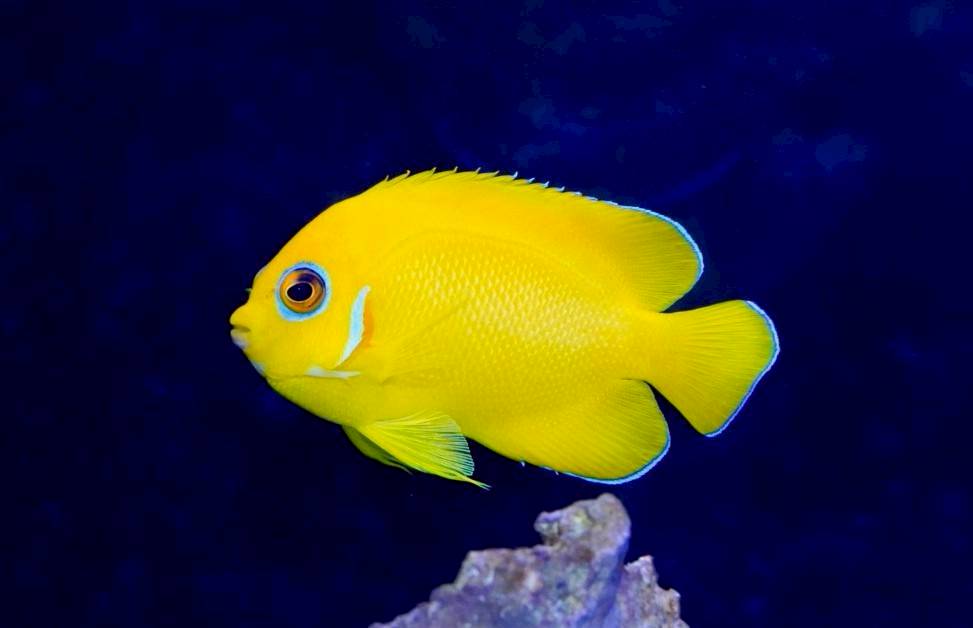 名古屋市の歯科医院の待合室水槽に入っている熱帯魚