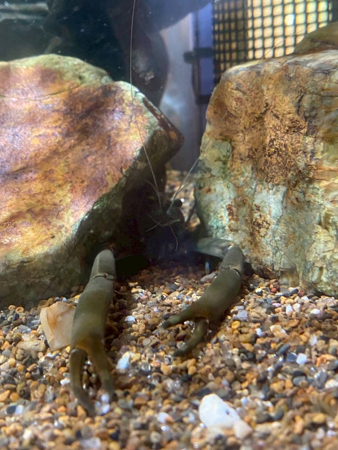 水槽レンタルで飼育している日本淡水魚