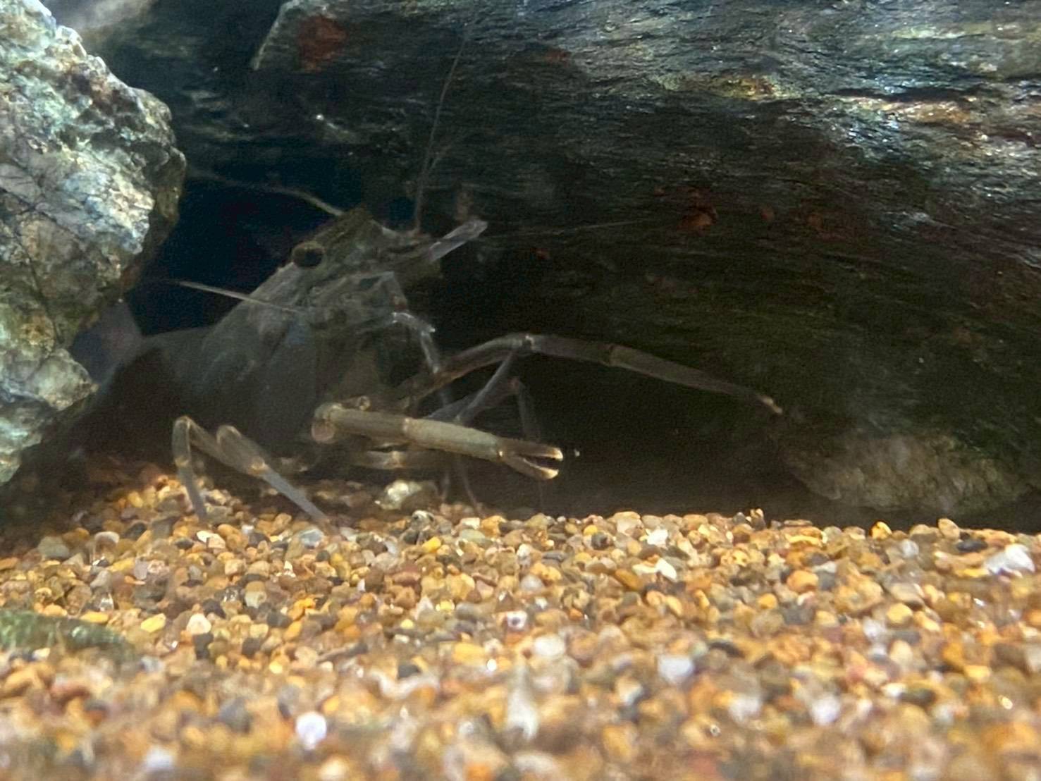 水槽レンタルで飼育している日本淡水魚