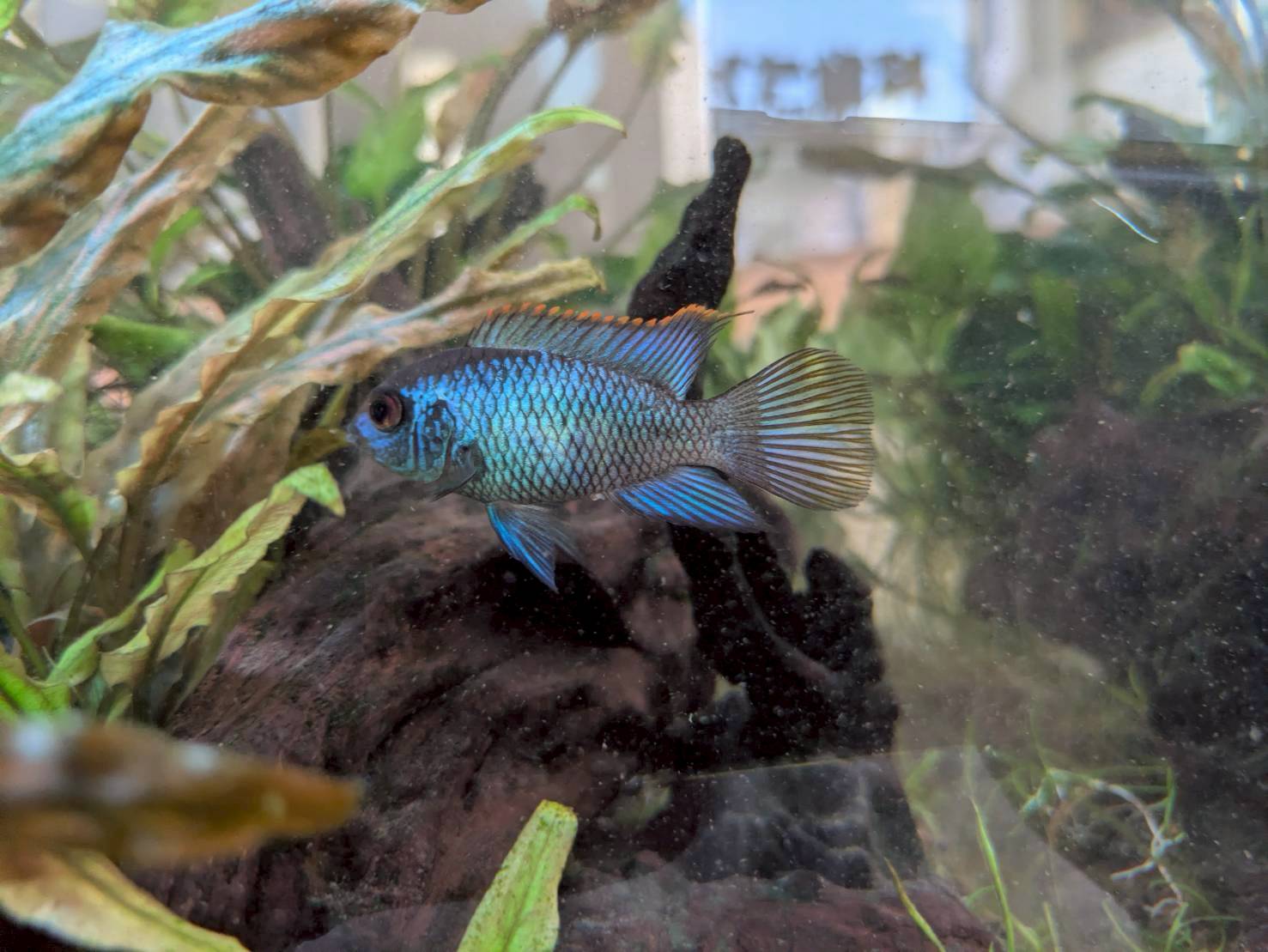 コバルトブルーアカラ