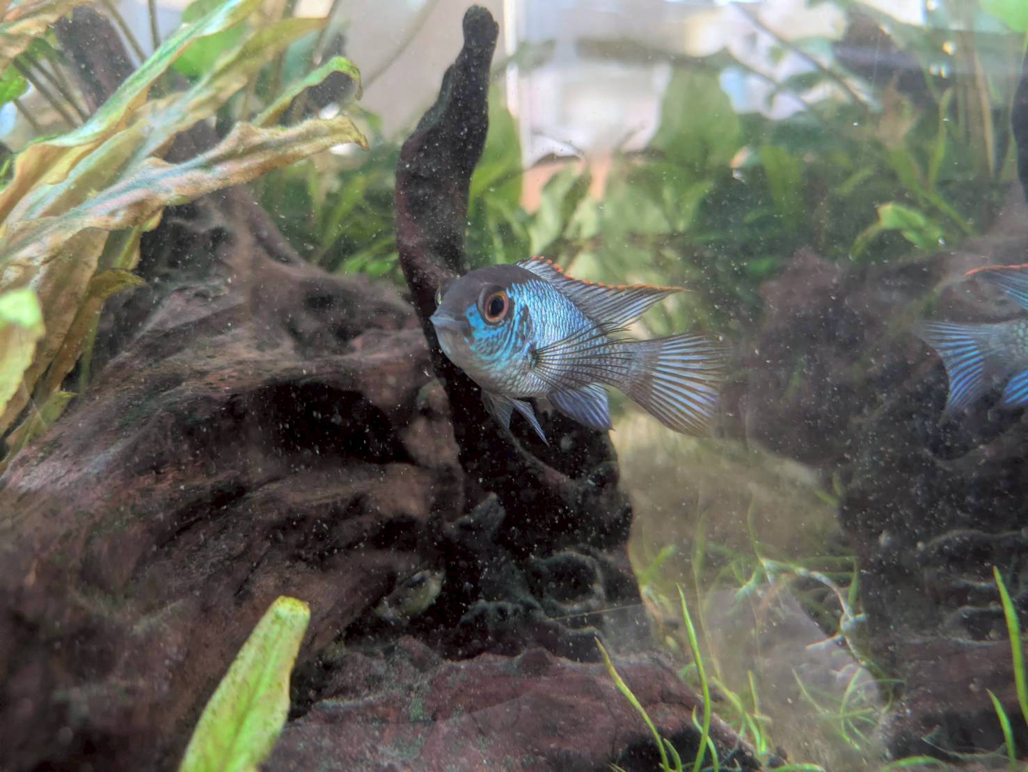 コバルトブルーアカラ