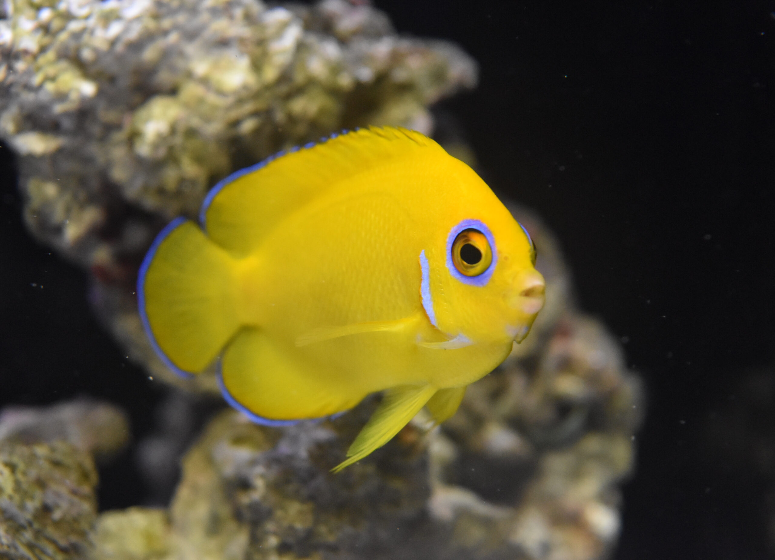 名古屋市の歯科医院の待合室水槽に入っている熱帯魚