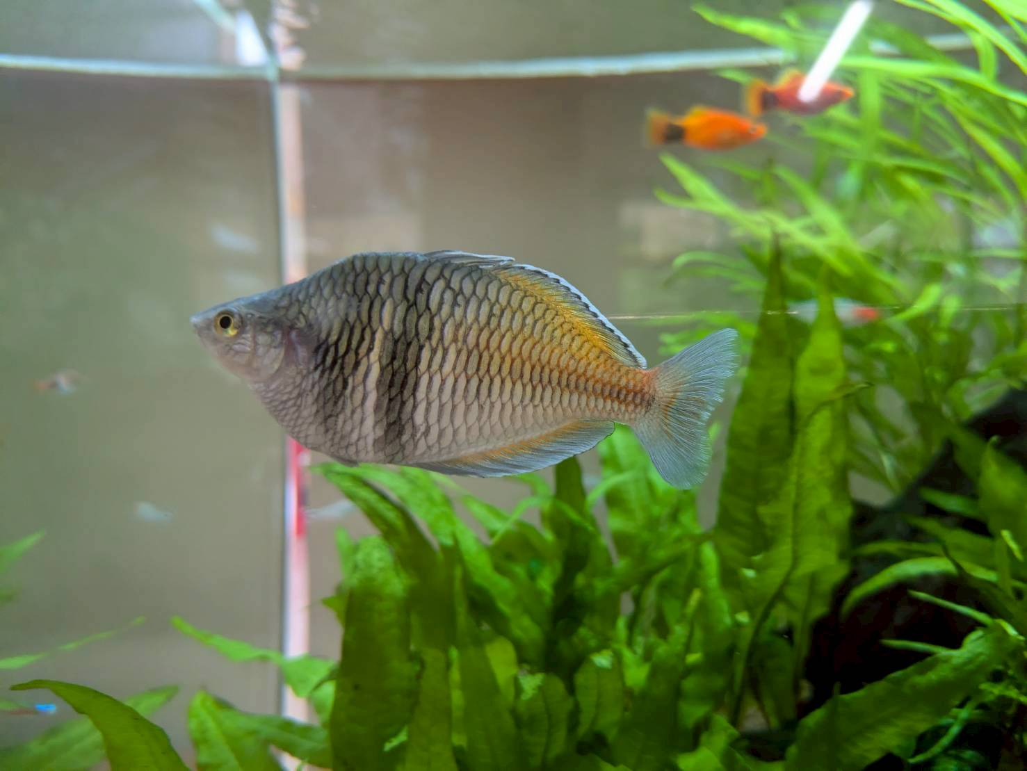 愛知県春日井市の保育園に設置してある熱帯魚水槽にいる魚