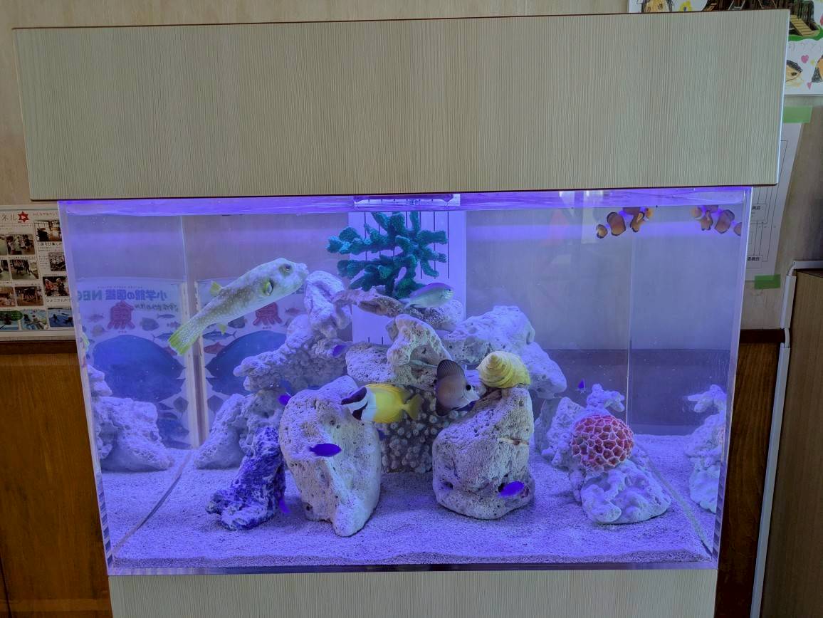 岐阜県美濃加茂市の保育園に設置してある熱帯魚水槽