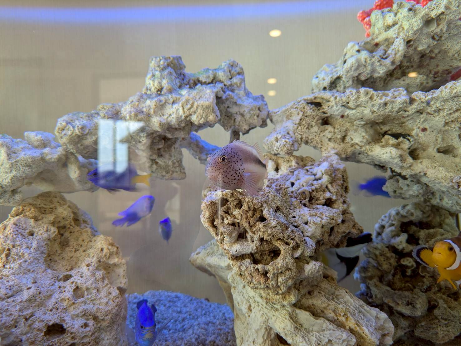 愛知県名古屋市の水槽メンテナンスで管理してるホシゴンベ