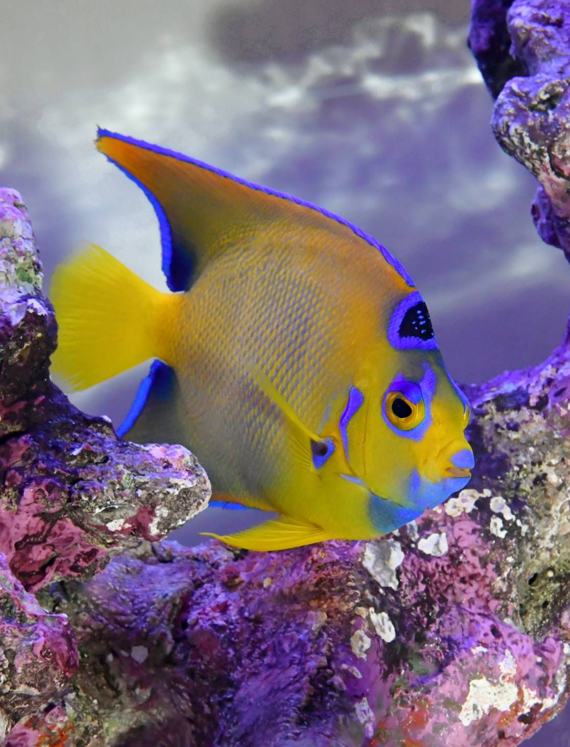 水槽メンテナンスで管理されているクイーンエンゼルフィッシュの写真